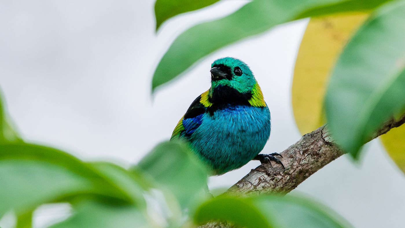 Atividade gratuita de observação de aves em Bertioga desperta amantes da natureza