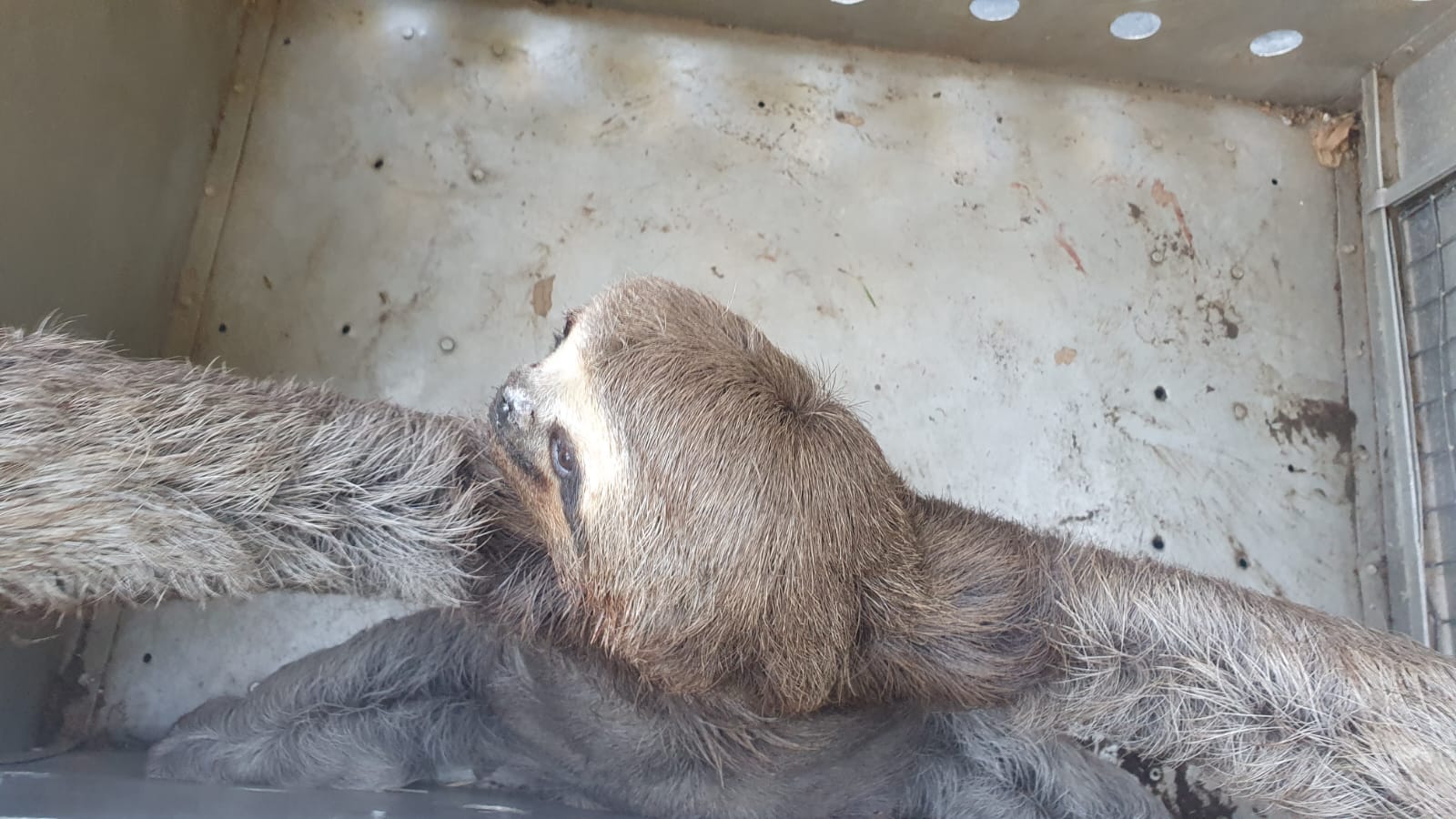 Bicho-preguiça ferido é resgatado pelo DOA